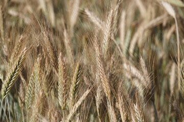 Duże kłosy dojrzałej pszenicy rosnącej na polu uprawnym. © tomo81
