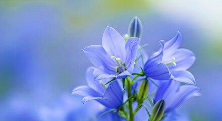 Serene Blue Blooms with Gentle Soft Focus