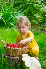 Child eating strawberries in the garden. Strawberries in a basket on a stump