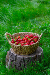 Strawberries in a basket on a stump against a garden background