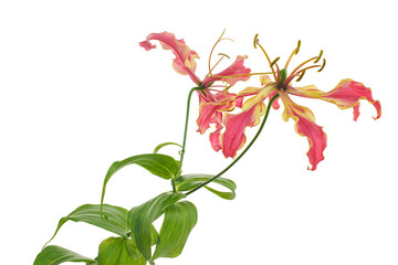 Flame lily, Fire lily, Gloriosa superba flower isolated on white background, with clipping path   