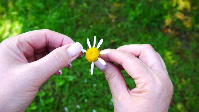 A woman picks daisy petals wondering if he loves her or not