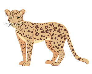 Arabian leopard is a traditionally revered animal in Yemen. Panthera pardus nimr is a large predator living on the Arabian Peninsula. Vector large spotted cat in flat style.