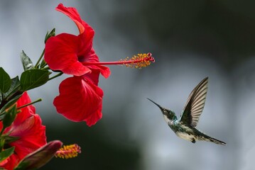 A beautiful hummingbird hovers near a vibrant red rose in full bloom, capturing the essence of...