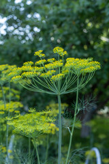 Close up yellow flowers of dill in vegetable garden. Background natural with fennel umbrella
