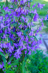 A purple flower in Samedan, Switzerland. Swiss flower.