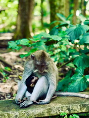 Mother monkey nursing her baby in tropical forest