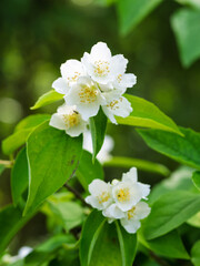 White aromatic flowers of a flowering Philadelphus coronarius bush (sweet mock orange, English dogwood) in garden. Close-up.
