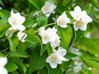 White aromatic flowers of a flowering Philadelphus coronarius bush (sweet mock orange, English dogwood) in garden. Close-up.