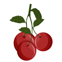 Vector illustration of cherry fruit,cherries with leaves,sweet dessert