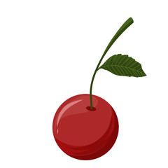 Vector illustration of cherry fruit,cherries with leaves,sweet dessert