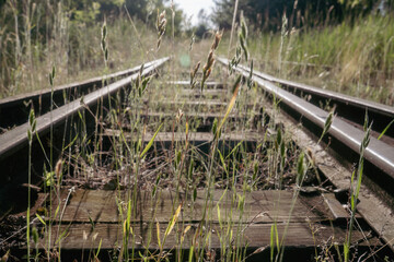 Abandoned overgrown railway tracks in summer sunlight, close-up view of grass and plants growing...