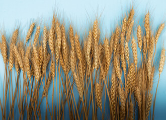 A bundle of golden wheat stalks displayed against a clean light blue background. The dry, ripe wheat symbolizes harvest, agriculture, and natural organic produce.