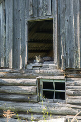 Close-up of a grey tabby cat resting in the upper window of an old abandoned wooden barn in the countryside, rustic rural scene with weathered wood texture and soft summer light