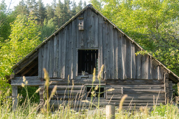 Old wooden barn or cabin in the countryside surrounded by green forest and wild grass with a cat resting in window, rustic rural scene with weathered wood and summer sunlight