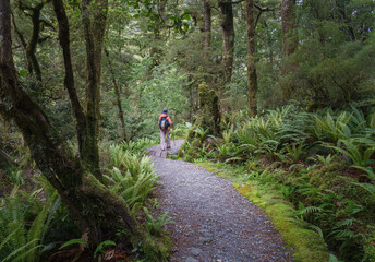 Hiker walking in the moss-covered beech forest. Lake Marian Track. Fiordland National Park. South...