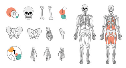 A visual exploration of the human skeletal system and muscular anatomy highlighting key bones and muscle groups