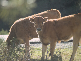 Golden Meadow Watchers