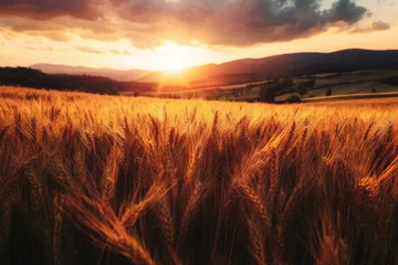 Selbstklebende Fototapeten A field of golden wheat at sunset with mountains and dramatic clouds in the background landscape © Meenaxi
