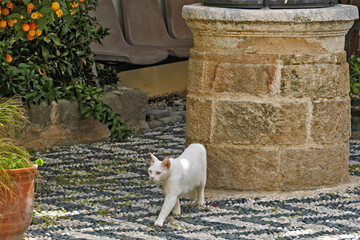 the pebble courtyard and well of the Hafiz Ahmed Agha Library is an important historic Ottoman...