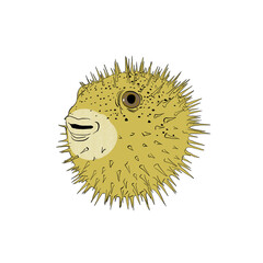Puffer fish © linesmith