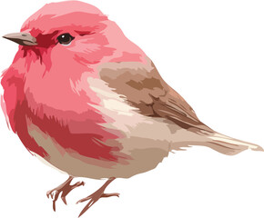 beautiful bird