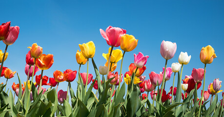 variety of beautiful colorful blooming tulips against blue sky