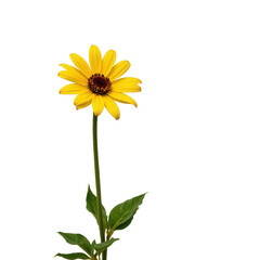 Bright Yellow Flower with Vibrant Petals and Green Stem Against a White Background for Nature Lovers