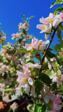 Spring apple blossoms on a sunny day. Branches of a fruit tree sway in a strong wind. White and pink petals with green leaves in the garden. Vertical video.