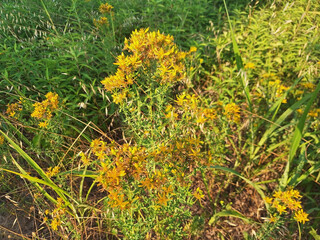 A bush of hypericum perfoliatum with yellow flowers blooms in a clearing.