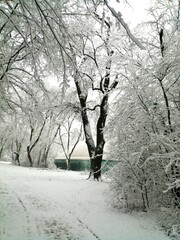 Winter forest path after heavy snowfall, a snow-covered road, tree branches, and bushes.