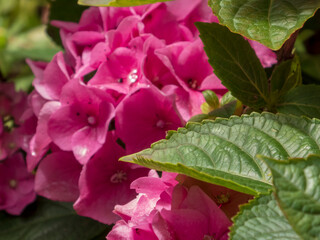 Vibrant pink hydrangea flowers peeking through lush green leaves
