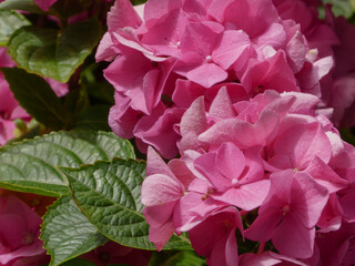 Vibrant cluster of pink hydrangea blossoms nestled among green leaves