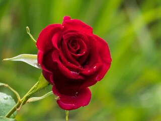 Enchanting single red rose with delicate water droplets on petals