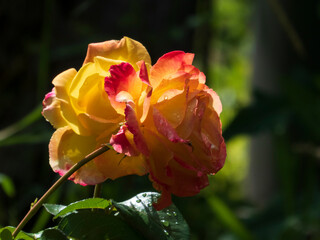 Striking yellow and red rose with shimmering water droplets