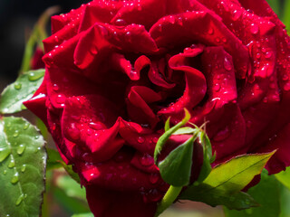 Close-up of a vibrant red rose in full bloom, adorned with fresh dewdrops, alongside a delicate...