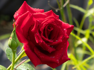 Stunning vibrant red rose in full bloom, glistening with raindrops, beside a tightly closed green...