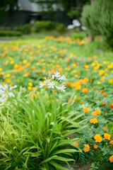 Agapanthus flowers (Lily of the Nile) on yellow and orange blurred (Marigold) background