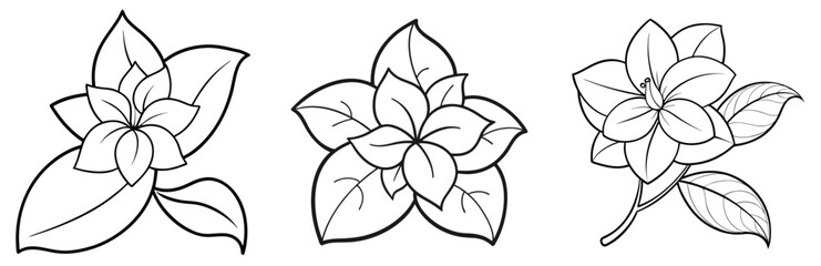 Obraz premium Jasmine Flower Coloring Page - Fragrant Blossom Line Art Outline for Kids and Adults