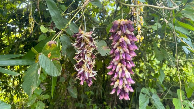 Mucuna pruriens plant, green leaves, long pods. A key herb in Ayurveda, rich in L-Dopa. Used in health, meds, and supplements. Great for nature, cure, and plant themes