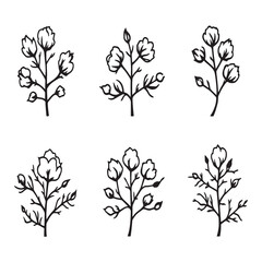cotton plant simple line art vector drawing illustration
