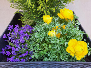 A flower arrangement of ranunculus and campanula grows in a pot on a city street.