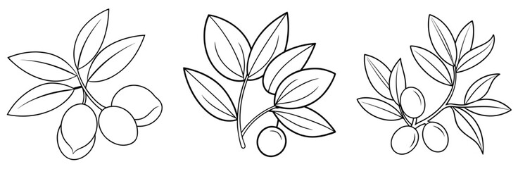 Olives Twigs and Leaves Coloring Page - Mediterranean Plant Outline Line Art for Kids and Adults