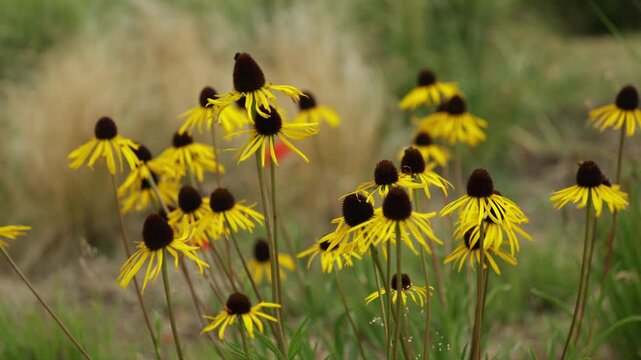 Yellow Coneflower Echinacea Paradoxa with a field of Yellow Coneflowers blurred in the background