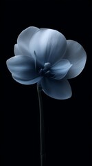 Serene moonlit orchid evokes midnight tranquility, symbolizing Hanami celebrations and Zen meditation with ethereal, celestial blue petals