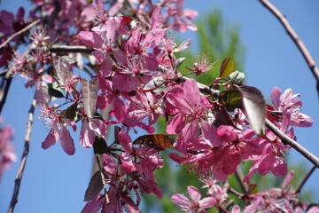 Blue sky and pink flowers of crab apple in mid May