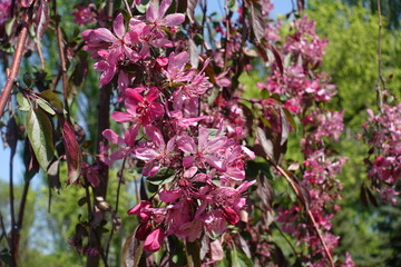 Weeping branches of blossoming crab apple in mid May
