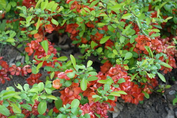 Numerous orange flowers in the leafage of Chaenomeles japonica in mid May