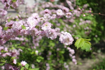 Light pink flowers of Prunus triloba in May