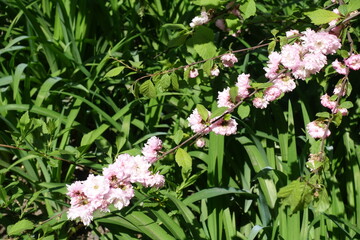 Flowering branch of Prunus triloba in May